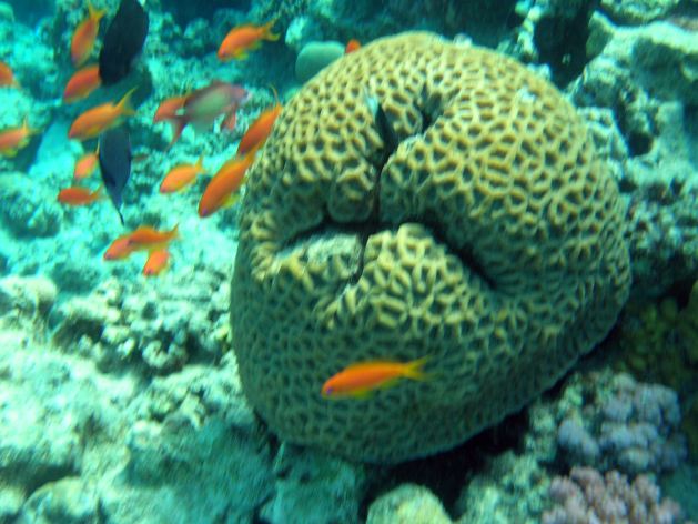 Dahab_Tauchurlaub_Sep07 055.jpg (57364 Byte)