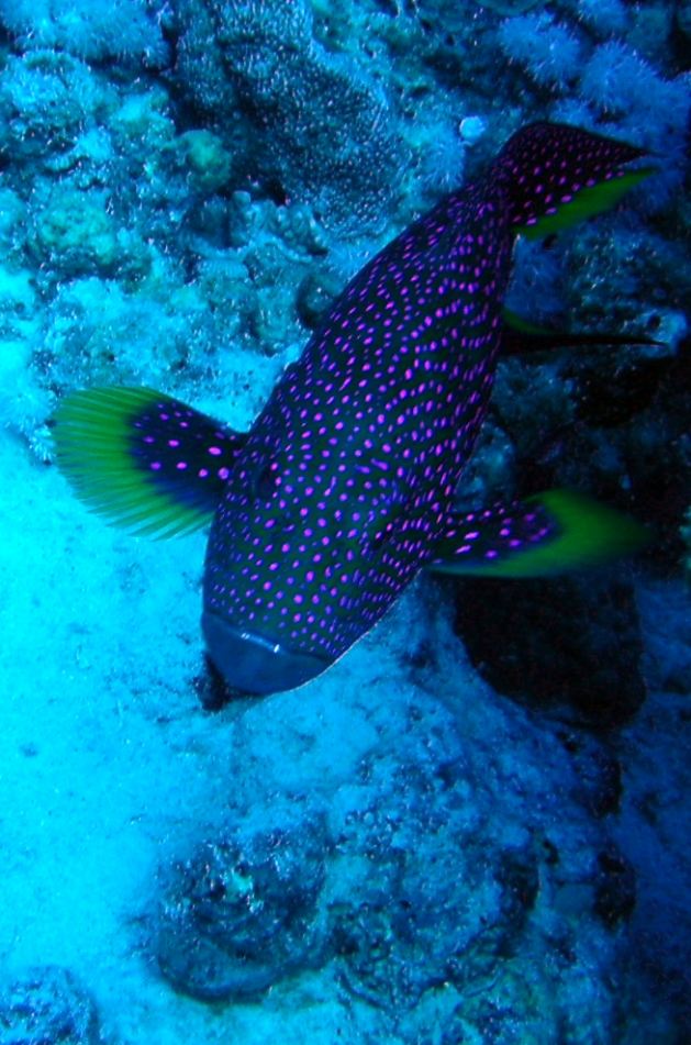 Dahab_Tauchurlaub_Sep07 065.jpg (103345 Byte)