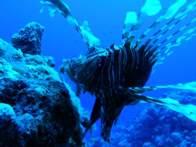 Dahab_Tauchurlaub_Sep07 067.jpg (47398 Byte)