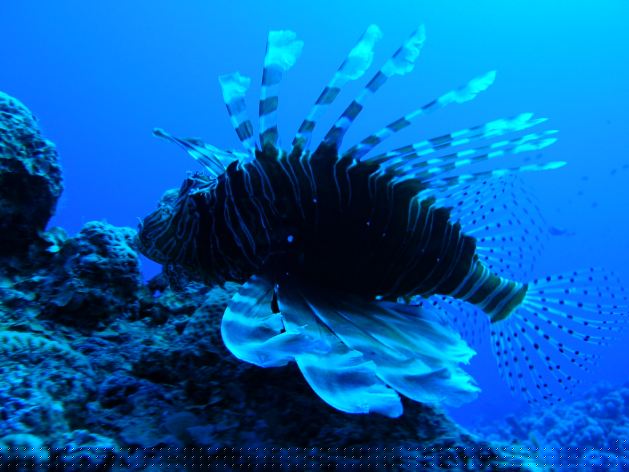 Dahab_Tauchurlaub_Sep07 068.jpg (44642 Byte)