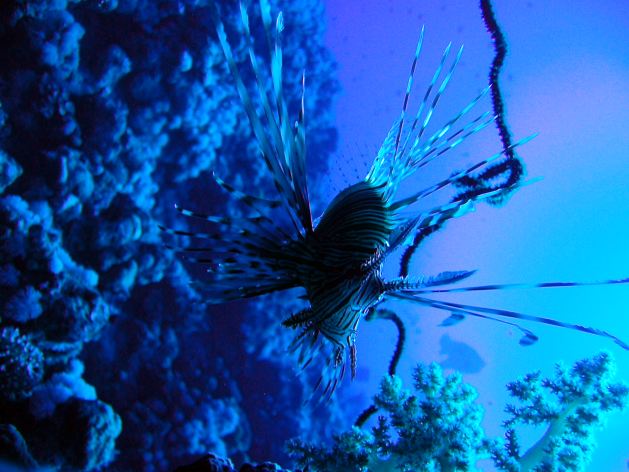 Dahab_Tauchurlaub_Sep07 069.jpg (52506 Byte)