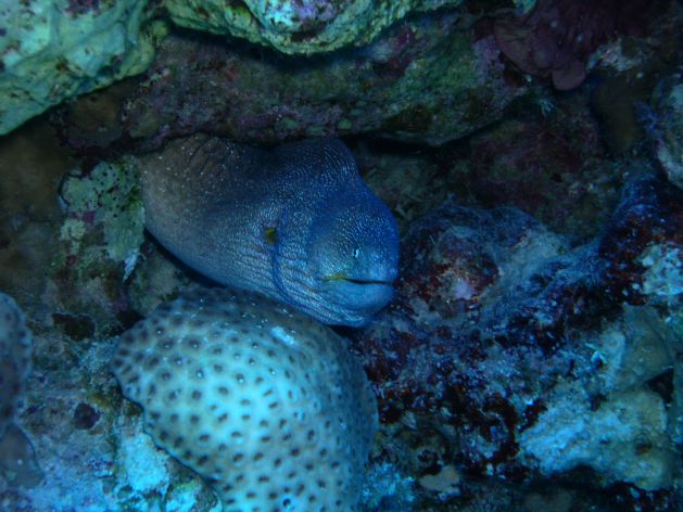 Dahab_Tauchurlaub_Sep07 073.jpg (55770 Byte)