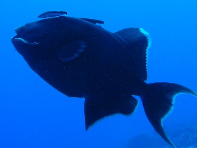 Dahab_Tauchurlaub_Sep07 079a.jpg (17215 Byte)