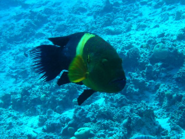 Dahab_Tauchurlaub_Sep07 087.jpg (59868 Byte)