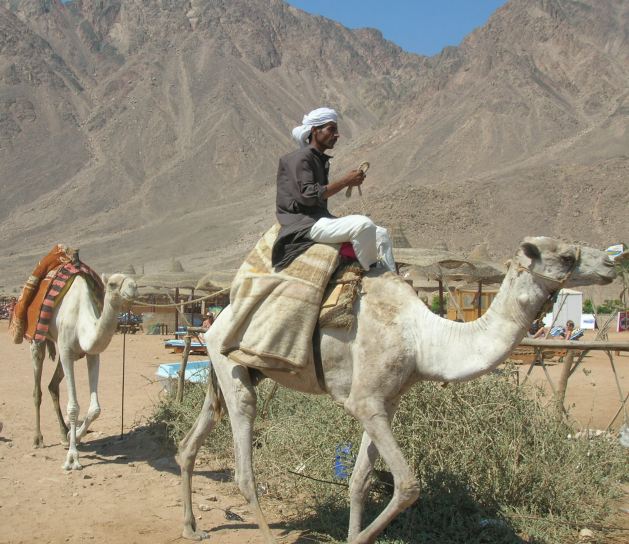 Dahab_Tauchurlaub_Sep07 091b.jpg (74109 Byte)