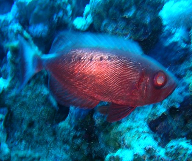 Dahab_Tauchurlaub_Sep07 164.jpg (57695 Byte)
