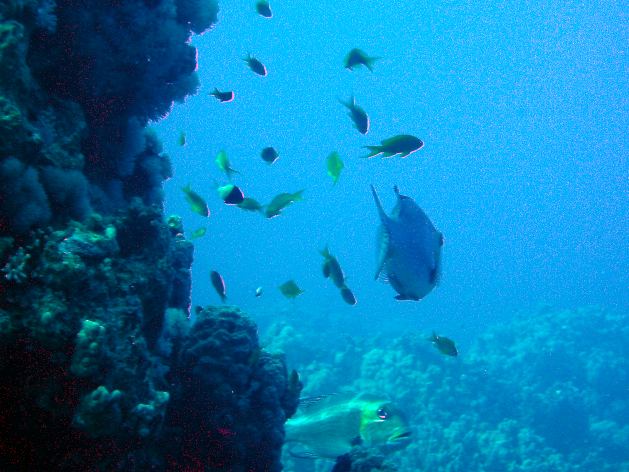 Dahab_Tauchurlaub_Sep07 176.jpg (51481 Byte)