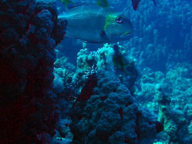 Dahab_Tauchurlaub_Sep07 177.jpg (46626 Byte)