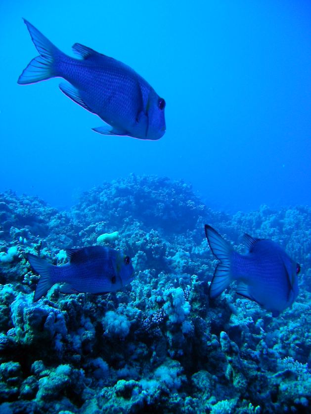 Dahab_Tauchurlaub_Sep07 178.jpg (74469 Byte)