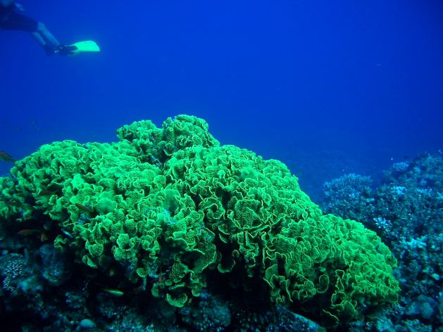 Dahab_Tauchurlaub_Sep07 185.jpg (55230 Byte)