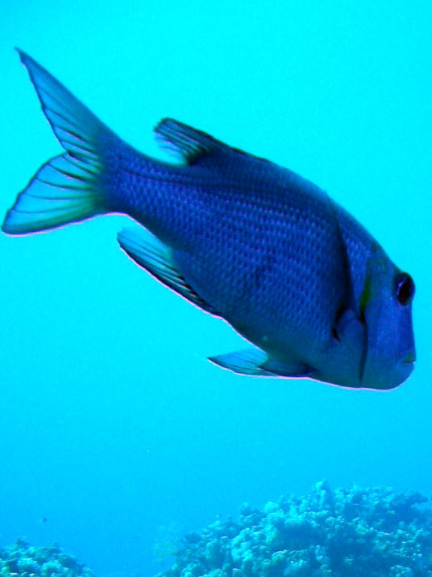 Dahab_Tauchurlaub_Sep07 192.jpg (47178 Byte)