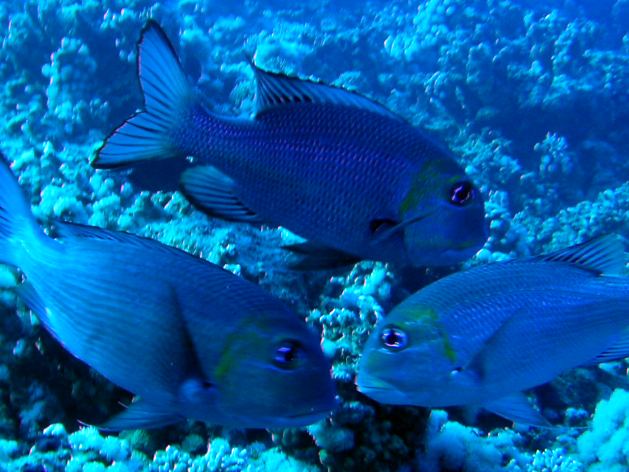 Dahab_Tauchurlaub_Sep07 193.jpg (55362 Byte)