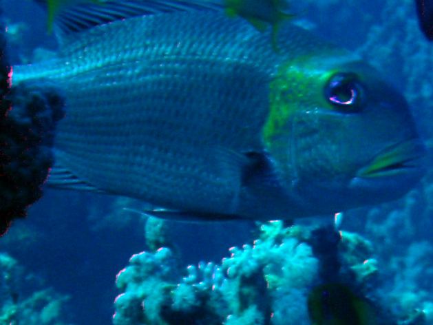 Dahab_Tauchurlaub_Sep07 194.jpg (35239 Byte)