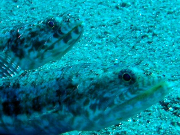 Dahab_Tauchurlaub_Sep07 196.jpg (53640 Byte)
