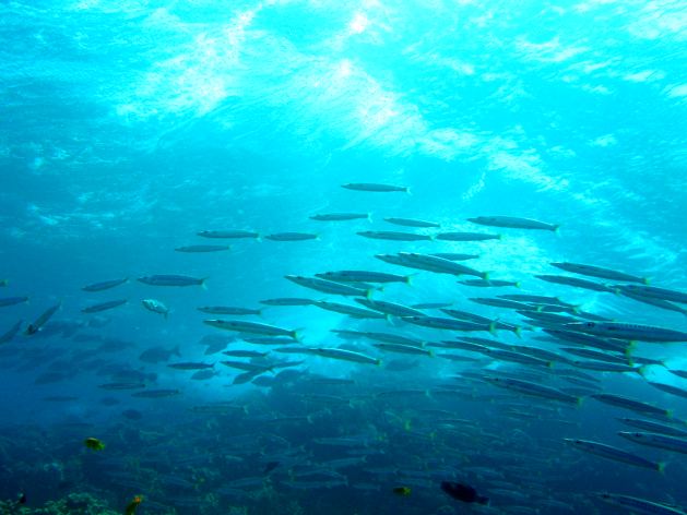 Dahab_Tauchurlaub_Sep07 244.jpg (43611 Byte)