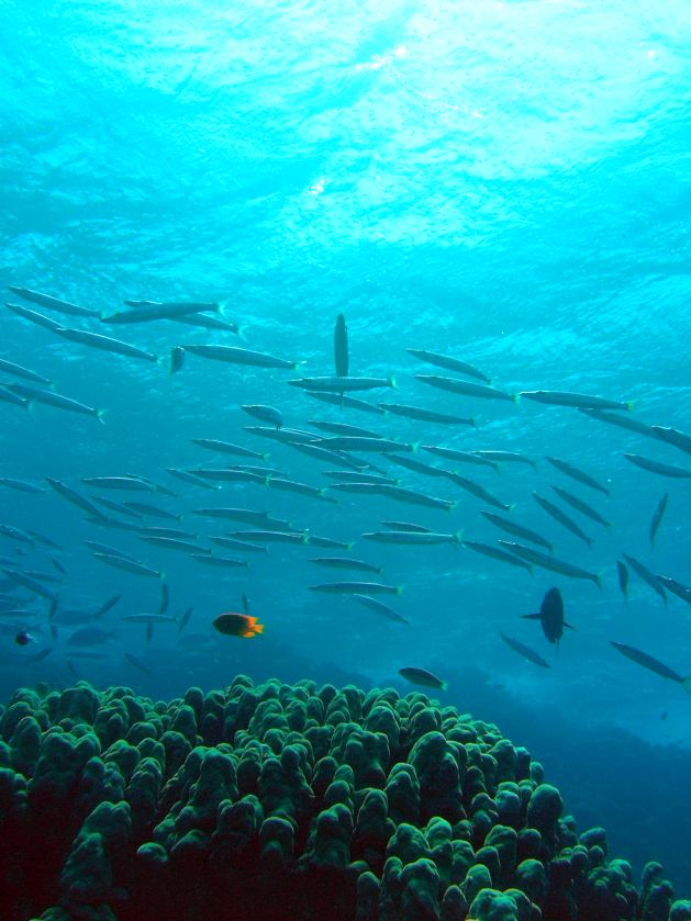 Dahab_Tauchurlaub_Sep07 245.jpg (75652 Byte)