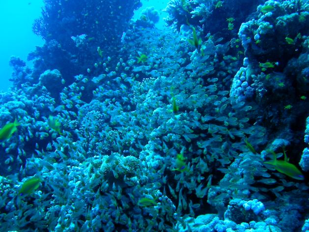 Dahab_Tauchurlaub_Sep07 257.jpg (73884 Byte)