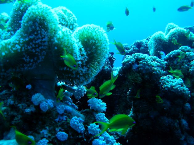Dahab_Tauchurlaub_Sep07 258.jpg (54236 Byte)