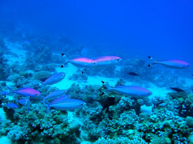 Dahab_Tauchurlaub_Sep07 262.jpg (48527 Byte)