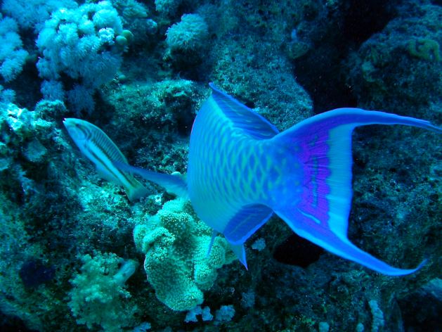 Dahab_Tauchurlaub_Sep07 268.jpg (64572 Byte)