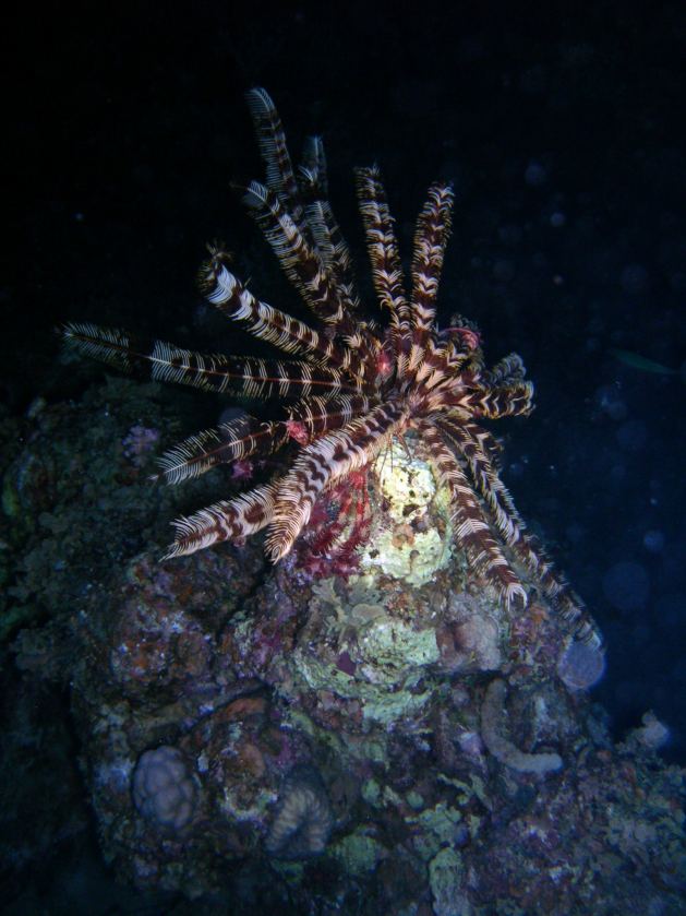 Dahab_Tauchurlaub_Sep07 306.jpg (74622 Byte)