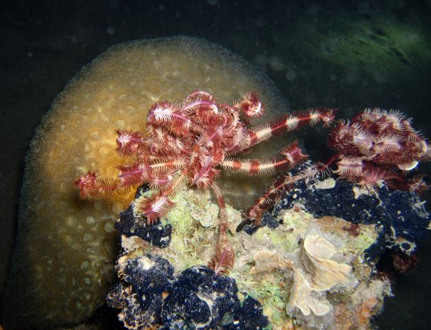 Dahab_Tauchurlaub_Sep07 310.jpg (62128 Byte)