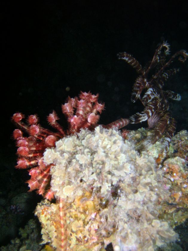 Dahab_Tauchurlaub_Sep07 314.jpg (67443 Byte)