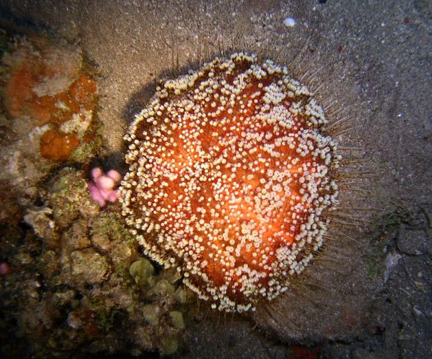 Dahab_Tauchurlaub_Sep07 317.jpg (87960 Byte)