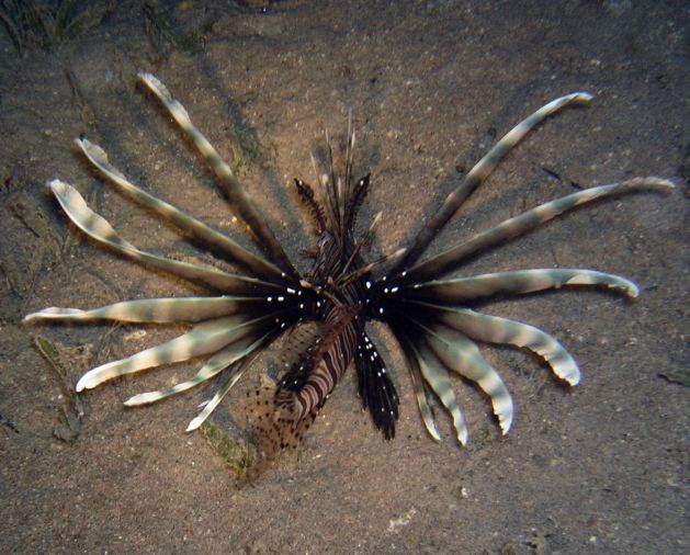 Dahab_Tauchurlaub_Sep07 320.jpg (64900 Byte)