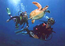 scubadiving.jpg (10329 Byte)